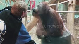 Hilarious moment orangutan kisses zoo visitor