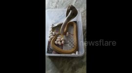 Rescued cobra filmed laying 23 eggs
