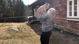 Bulldog gets excited when meeting owner after eight months apart