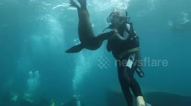 Sea lion toys with scuba diver off Mexico coast