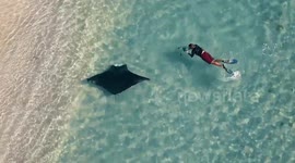 Drone footage captures manta ray swimming close to beachgoers