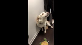 Needy dog only stops barking for attention