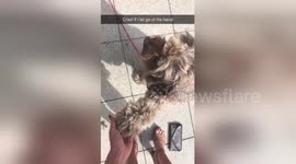 Newsflare Edit - Dog that cries if his hand isn’t held