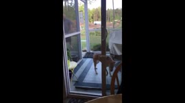 Dog tries to bring stick into the house but gets stuck