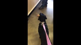 Doggo waits to pay for toy