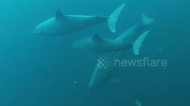 Bottlenose Dolphins (Tursiops aduncus; 2-3 m), Namatote, Triton Bay, Indonesia