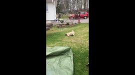 Tenacious pug shows construction equipment who’s boss