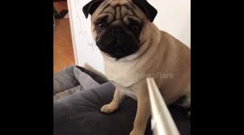 Pug gets attacked by a horrible paper cone!