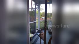 Watch pooch’s epic fail as it tries to enter door with big stick