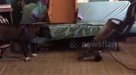 Dog Vs Vacuum cleaner