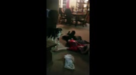 They're playing dead