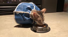 Bengal kitten is a loud eater… and food stealer