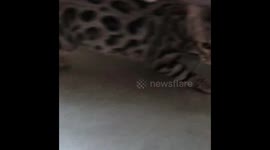 Bengal kitten plays fetch!