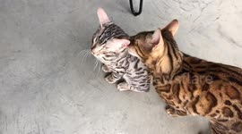 Bengal cat and Bengal kitten are finally grooming one another!