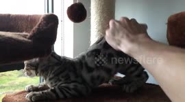 Bengal kitten goes crazy for some good butt scratches