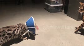 Hear a Bengal kitten growl! (So cute!)
