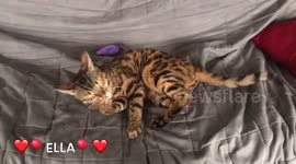 Bengal Cat VS Bengal Kitten: who's innocent?