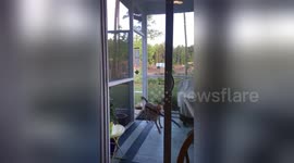 Watch pooch’s epic fail as it tries to enter door with big stick