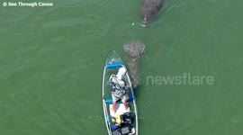 Friendly manatees chase canoe off Florida