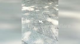 Butterfly encourages its friend to fly back into sky