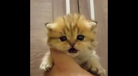 my cute cat