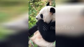 广州  大熊猫忽然吃不下竹子了