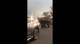 Breathtaking moment a family of elephants crosses a road