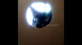 Curious Cat Gets His Fat Head Stuck In A Box