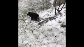 Puppy sliding down a hill
