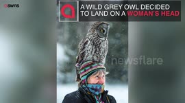 This owl is so well camouflaged that it is almost impossible to spot