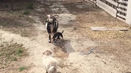 Dog loves goat, goat not impressed