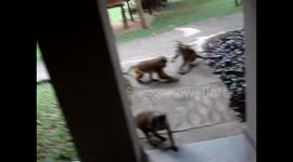 Monkeys attack :-)