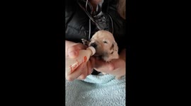 Puppy needing an extra helping hand