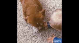 Soo cute! Dog and baby play ball