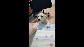 Cute Lab likes Nose Boops