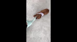 Naughty sausage dog rips sock right off owner’s foot