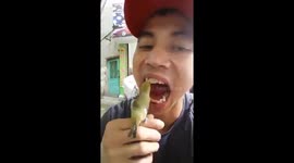 The bird takes care of the owner's teeth.