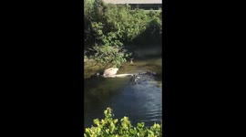 Alligator eating a gator