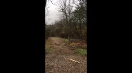 Wild deer