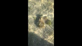 Crabs fighting over a shell