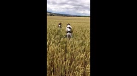 Dogs having fun