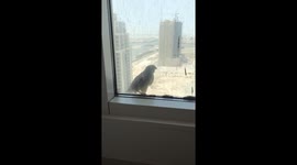 Baby falcon on the window in Dubai