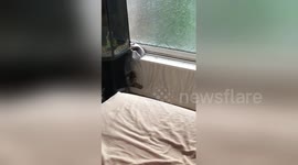 Newsflare Edit - Funny Cat Fail