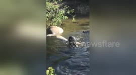Filmer captures a gator eating a gator