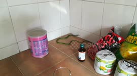 Snake in our Kitchen, tries to kill a Gecko!