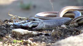 Sand snake kills then swallows lizard whole