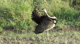 Uncommon bird makes a truly weird sounding mating call