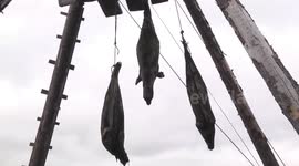 Ringed Seal carcasses for Husky food
