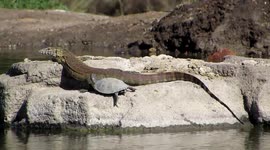 Big lizard basks in sun with terrapin before entering the water