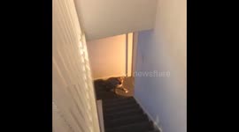 Dog loves bath time